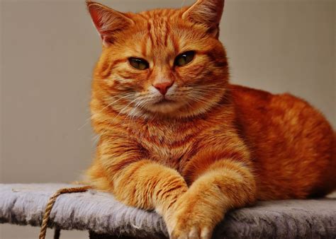 kostenlose bild portraet niedliche tier katze kaetzchen kitty katze fell haustier