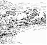 Wild Cavalos Herd Curral Cavalo Sheets Tudodesenhos Marinho Aquaman Pastoreio Negrinho Decoromah sketch template