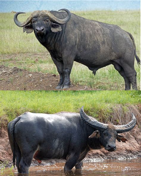 buffalo differences cape buffalo  africa  top water buffalo  asia  bottom rpics
