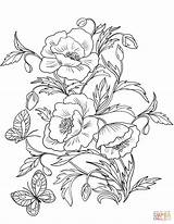 Colorear Amapolas Poppies sketch template