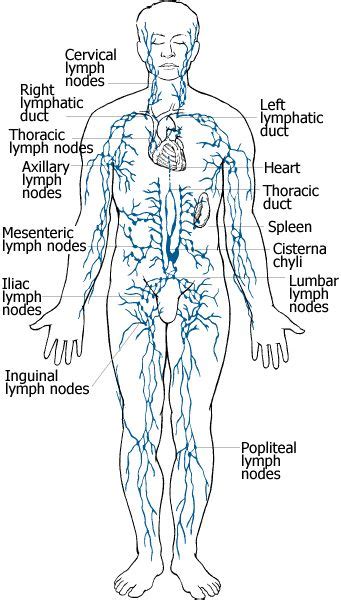 37 Swollen Lymph Nodes Ideas Lymph Nodes Lymphatic System Lymph System