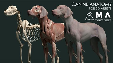 artstation canine anatomy model resources