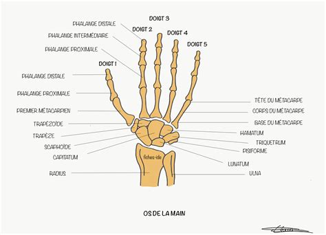 anatomie tendon main