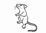 Szczur Kolorowanki Ratos Rato Rats Bestcoloringpagesforkids sketch template