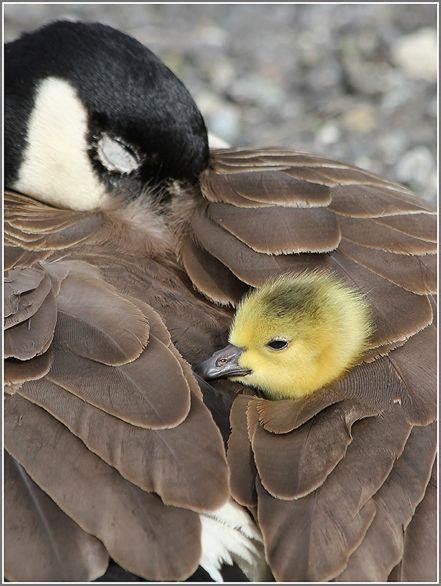 content   cottage baby goose