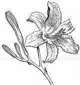 Drawing Daylily Getdrawings Nl sketch template
