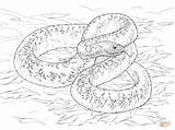 Snake Coloring Pages Bull Drawing Rattlesnake Printable Coiled sketch template