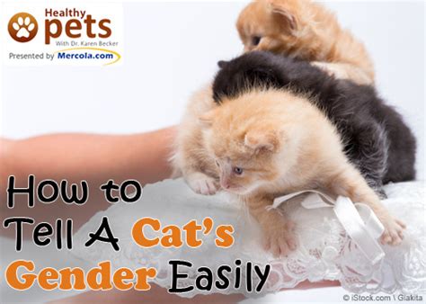How To Tell A Cat’s Gender Easily Would You Like