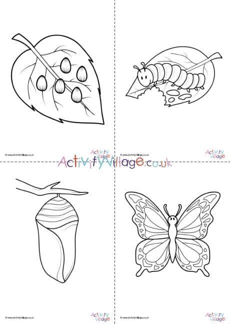 life cycle  butterfly coloring page layasilvia