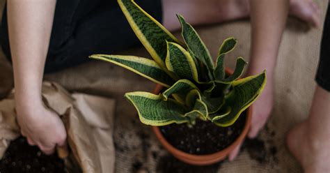 Caring For Your Indoor Plants Our Top Tips Plantsomething Bc
