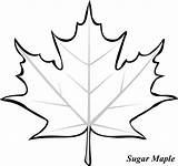 Leaf Maple Coloring Leaves Sugar Outline Drawing Clipart Pages Printable Canadian Fall Template Tree Clip Templates Color Kids Colouring Japanese sketch template