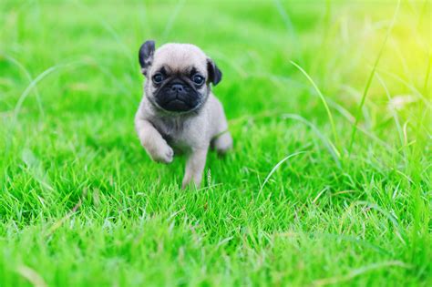 cute pug pictures       readers digest