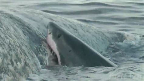 Video Diver Captures Footage Of 5 Huge Sharks Feeding On