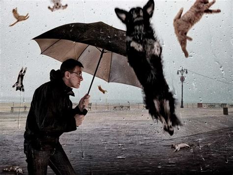 raining cats  dogs origin    freethinking animal
