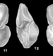 Afbeeldingsresultaten voor "globorotalia Tumida". Grootte: 176 x 178. Bron: www.mikrotax.org