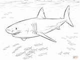Shark Coloring Great Pages Print sketch template
