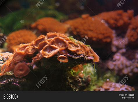 sea mushroom image photo  trial bigstock