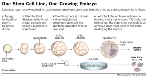 The New York Times Science Image Graphic One Stem Cell Line One