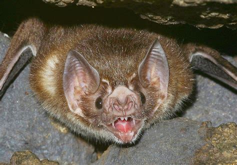 vampir fledermaus desmodus sp foto bild tiere wildlife