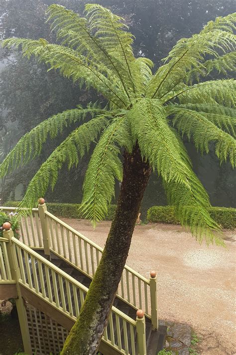 tree ferns   cool climate  middle