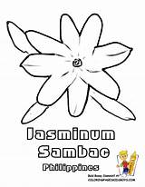 Coloring Flower Pages Filipino Jasminum Sambac Colouring Drawing Sampaguita Sheets Jasmine Clipart Flag Library Sri Lanka Printable Sheet Asia Getdrawings sketch template