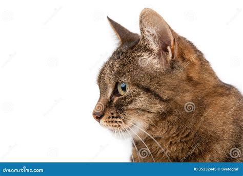 profile   cat royalty  stock photo image