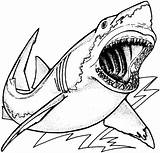Coloring Shark Pages Great sketch template
