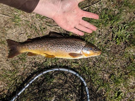 michigan brown trout shawns boats cabins  spider lake