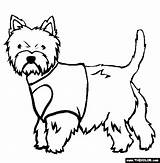 Coloring Terrier West Highland Westie Pages Dogs Dog Cairn Drawing Designlooter Weeds Disney Thecolor Welsh Drawings Clipartmag Getdrawings 565px 99kb sketch template