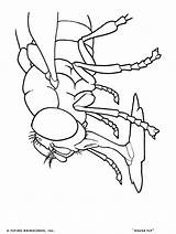 Orkin Bug sketch template