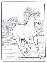 Pferde Ausmalen sketch template