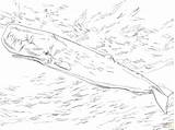 Sperm Whale Coloring Pages Printable Getcolorings sketch template