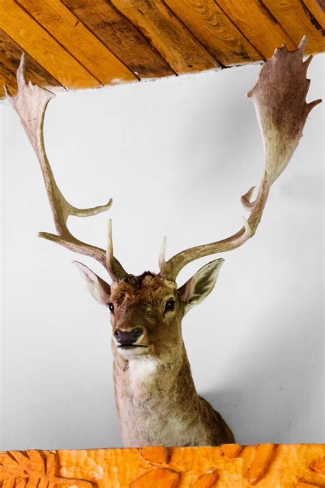 deer mount  stock photo public domain pictures