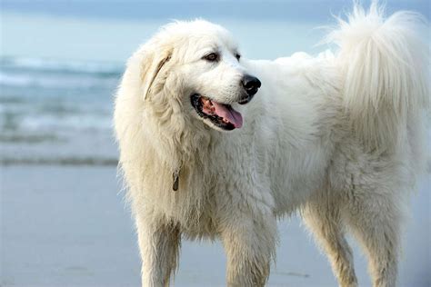 great pyrenees dog breed information characteristics daily paws