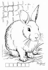 Coloring Pages Adult Farm Easter Vintage Animals Animal Embroidery Adults Drawings Visit Books sketch template