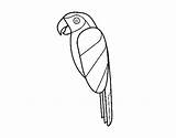 Macaw Bird Coloring Coloringcrew sketch template