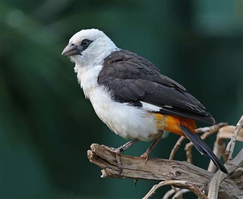 pictures  information  white headed buffalo weaver
