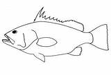 Grouper Drawing Epinephelus Getdrawings sketch template