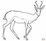 Springbok Antilope Gazelle Antelope Kolorowanki Dibujos Kleurplaat Gacela Antylopa Gacelas Kolorowanka Impala Druku sketch template