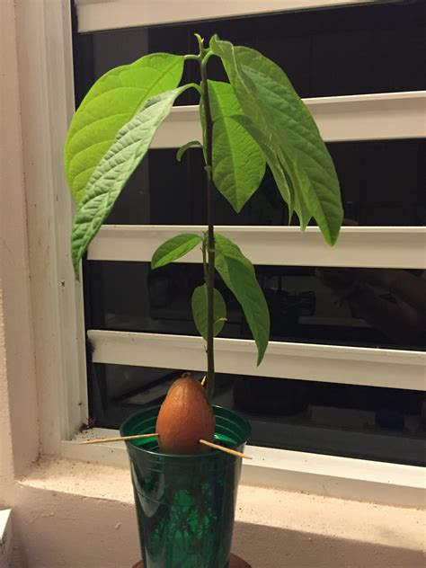 First Time Trying To Grow An Avocado Tree And So Far So Good Gardening