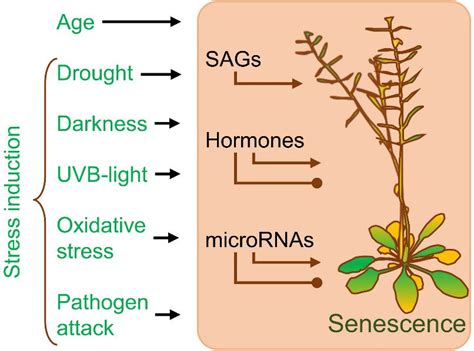 senescence   plant plant senescence   age related process