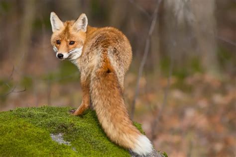 Do Foxes Bark And Wag Their Tails Ultimate Guide All Things Foxes