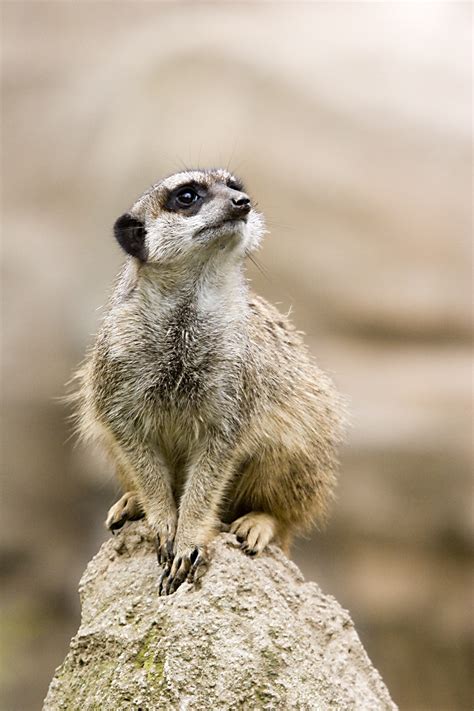 meerkat wiktionary   dictionary