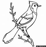 Jay Blue Coloring Bird Pages Birds Printable Color Drawing Outline Baby Bear Mama Clip Cliparts Branch Clipart Library Coloringpages101 Kids sketch template