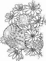 Coloring Pages Cactus Flower Flowers Recommended sketch template