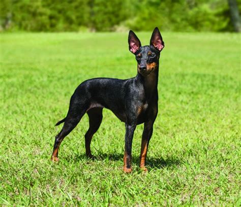 toy manchester terrier dog breed profile petfinder
