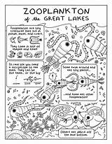 Stormwater Materials Kids Informational Educational Coloring Lakes Zooplankton Great Activity sketch template