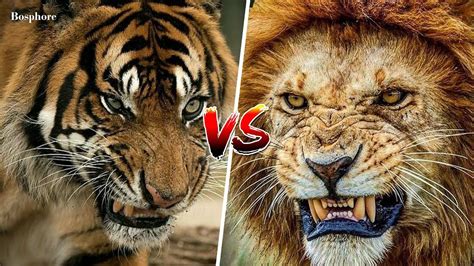 [1946] Lion Vs Tiger Real Fight Hd 1080p Youtube