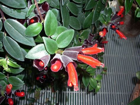 lipstick plant  aeschynanthus radicans info  care tips snaplantcom