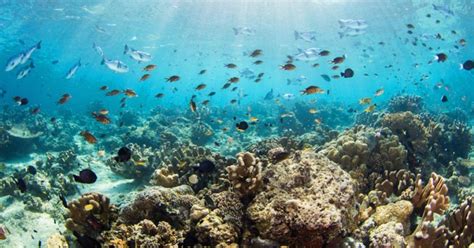 The Ocean Conservancy S Tips For Saving Our Waters Mindbodygreen